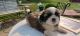 Shih Tzu Puppies for sale in Backus, MN 56435, USA. price: NA