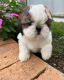 Shih Tzu Puppies for sale in Miami, FL, USA. price: $500