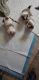 Shih Tzu Puppies for sale in Caryville, FL, USA. price: NA