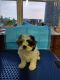 Shih Tzu Puppies for sale in Dalton, OH 44618, USA. price: NA