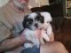 Shih Tzu Puppies for sale in Cullman, AL, USA. price: $800