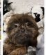 Shih Tzu Puppies for sale in Smyrna, TN, USA. price: $1,500