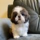 Shih Tzu Puppies for sale in Rochester, NY 14611, USA. price: $1,600