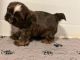Shih Tzu Puppies for sale in Riceville, TN 37370, USA. price: NA