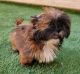 Shih Tzu Puppies for sale in Las Vegas, NV 89178, USA. price: $4,000