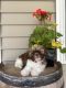 Shih Tzu Puppies for sale in East Waterboro, ME 04030, USA. price: NA