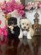 Shih Tzu Puppies for sale in Corona, CA, USA. price: $800