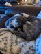 Shih Tzu Puppies for sale in Castle Rock, CO 80108, USA. price: NA