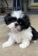 Shih Tzu Puppies for sale in Beaver, OH 45613, USA. price: NA