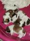 Shih Tzu Puppies for sale in Cordova, Memphis, TN, USA. price: $950