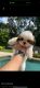 Shih Tzu Puppies for sale in Aldine, TX, USA. price: NA