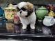 Shih Tzu Puppies for sale in Harris, MN, USA. price: $1,000