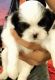 Shih Tzu Puppies for sale in Brandon, FL, USA. price: NA