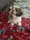 Shih Tzu Puppies for sale in Rosamond, CA, USA. price: $1,600