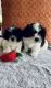Shih Tzu Puppies for sale in Philadelphia, PA, USA. price: $600