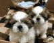 Shih Tzu Puppies for sale in Malleshwara, Bengaluru, Karnataka, India. price: 15000 INR
