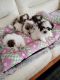 Shih Tzu Puppies for sale in Niles, IL, USA. price: $800