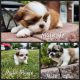 Shih Tzu Puppies for sale in Roseville, MI 48066, USA. price: $700