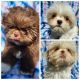 Shih Tzu Puppies for sale in Brighton, MO 65617, USA. price: NA
