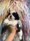 Shih Tzu Puppies for sale in Florida City, FL, USA. price: NA