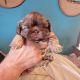 Shih Tzu Puppies for sale in Bakersville, NC 28705, USA. price: $1,000