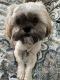 Shih Tzu Puppies for sale in Hastings, MN 55033, USA. price: $1,200