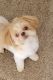 Shih Tzu Puppies for sale in Novi, MI, USA. price: $1,500
