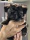Shih Tzu Puppies for sale in Yuba City, CA, USA. price: $1,200