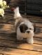 Shih Tzu Puppies for sale in Maplewood, MN, USA. price: NA