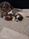 Shih Tzu Puppies for sale in North Port, FL, USA. price: $1,600