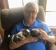 Shih Tzu Puppies for sale in Jackson, MI, USA. price: $800