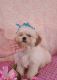 Shih Tzu Puppies for sale in West Plains, MO 65775, USA. price: NA