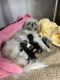 Shih Tzu Puppies for sale in Terre Haute, IN, USA. price: $2,000