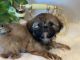 Shih Tzu Puppies for sale in Hesperia, CA, USA. price: $1,800