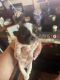 Shih Tzu Puppies for sale in Bridgewater, NY, USA. price: NA