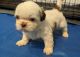Shih Tzu Puppies for sale in Columbia, SC, USA. price: $1,300