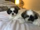Shih Tzu Puppies for sale in New York, NY, USA. price: $300