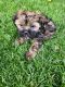 Shih Tzu Puppies for sale in Myton, UT 84052, USA. price: $600