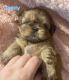 Shih Tzu Puppies for sale in Williamsburg, VA, USA. price: $1,950