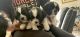 Shih Tzu Puppies for sale in Port St. Lucie, FL, USA. price: NA