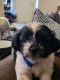 Shih Tzu Puppies for sale in 1396 Persimmon St, Lemoore, CA 93245, USA. price: NA