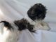 Shih Tzu Puppies for sale in Allensville, KY 42204, USA. price: NA