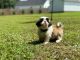 Shih Tzu Puppies for sale in Morrison, TN 37357, USA. price: $600
