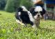 Shih Tzu Puppies for sale in Morrison, TN 37357, USA. price: $600