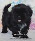 Shih Tzu Puppies for sale in Riverside, CA, USA. price: $2,000