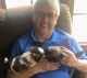 Shih Tzu Puppies for sale in Jackson, MI, USA. price: $600