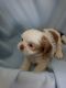 Shih Tzu Puppies for sale in Pahrump, NV, USA. price: $900
