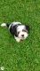 Shih Tzu Puppies for sale in 803 Brickyard Ct, Greenville, NC 27858, USA. price: NA