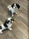 Shih Tzu Puppies for sale in Orlando, FL, USA. price: $1,500