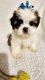 Shih Tzu Puppies for sale in San Antonio, TX, USA. price: $600
